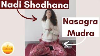 How to do Nasagra Mudra - Nadi Shodhana Mudra | Pranayama with Tribe ‍️