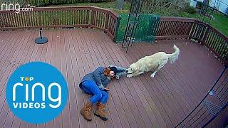 Episode 1 Top Ring Videos: Dog Takedowns, Bird Chase, Donut Squirrel & Trick Shots