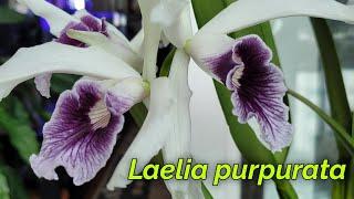 Laelia purpurata. Моя коллекция.