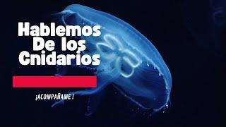 Conozcamos de los Cnidarios (Fillum Cnidaria)