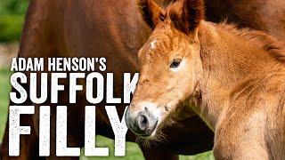 Meet Our Surprise Suffolk Punch Foal - Adam Henson