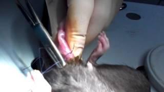 Remove the testes from rats. Кастрация крыса.