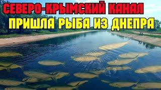 СЕВЕРО-КРЫМСКИЙ канал ПЕРЕПОЛНЕН и КИШИТ рыбой пришедшей из Днепра.РЕКОРДНЫЙ урожай в Крыму.Ждём РИС