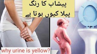 why urine is yellow?