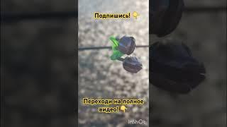 Канал про рыбалку! ПОДПИШИСЬ! #рыбалка #fish #fishing #природа #вобла #карп