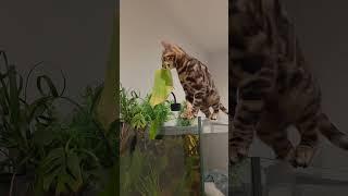 Bengal kitten falls in fish tank #CatFails#FunnyCats#CatVsAquarium #epicfails #fishtank