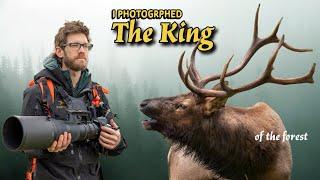 Photographing Rosevelt Elk in the Pacific Northwest Rainforest - Nikon Z9