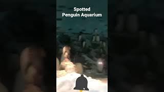 Awesome Spotting Penguin Aquarium|Mauritius Travel Tour|#penguin #aquarium #mauritius #shorts