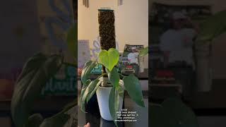 Philodendron Bipennifolium Aurea Golden violin moss pole update 3/24 - 1/4/25