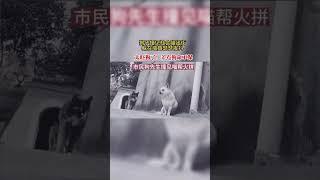 市民狗先生撞見喵幫火拼 #funny #funnyvideos #cat #dog #搞笑