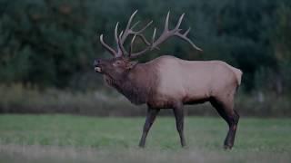 Elk Bugle Sound