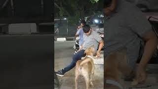 29 June 2024 #paws s claws #dog #puppies #foryou #trendingshorts #popoular #shorts #popoular street