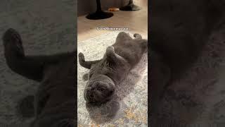 Masha’Allah Sister Minnie she fasted for 10 minutes during Ramadan #funnycats #catvideos #catlovers