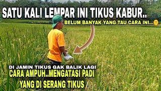 ampuh...CARA MENGUSIR TIKUS DI SAWAH//TANAMAN PADI