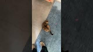 CATS PLAYING W LASERS PT.2 