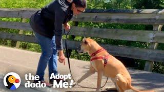 Dog Living In The Shelter Since 2015 Keeps Getting Returned | The Dodo Adopt Me!