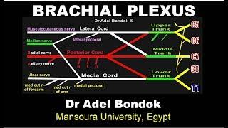 Brachial Plexus, Dr Adel Bondok