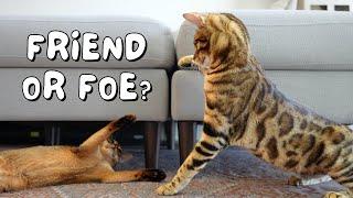 Abyssinian kitten FIRST DAY HOME meeting Bengal cat and rescue dog | Ep 21