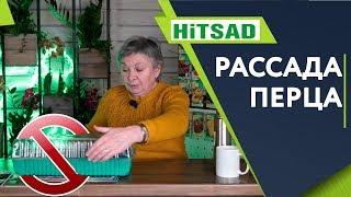 Ошибки которые убивают рассаду перца ️