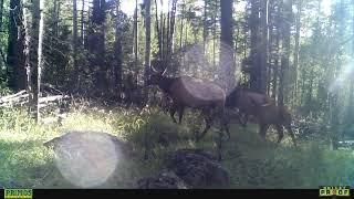 camera check - September opening week on The Rocky Mountain Elk & Deer Watch