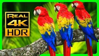 The Most Colorful Macaw Parrots in 4K HDR - Relax with Nature Sounds