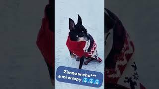 Małym pieskom marzną łapki  #pinczer #zima #smalldog