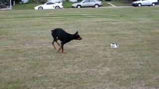 Doberman Vs. Cat