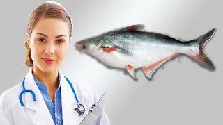 পুষ্টিগুনে এগিয়ে পাংগাস মাছ । Pangas fish top level nutrition benefits in bangla