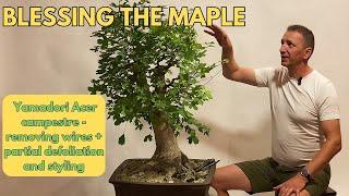 Field maple/Acer campestre yamadori bonsai styling