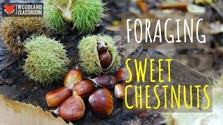 Foraging for Sweet Chestnuts