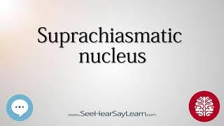 Suprachiasmatic nucleus   Anatomy of the Brain   SeeHearSayLearn 