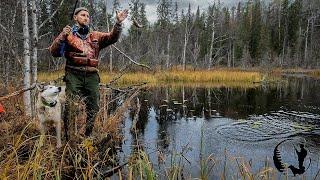 ОХОТА, РЫБАЛКА,БРАКОНЬЕРЫ СТРЕЛЯЛИ ЛОСЯ. МЕДВЕДИ ВЕРНУЛИСЬ.