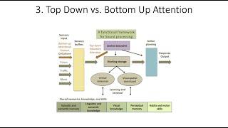 8.3. Top Down vs. Bottom Up Attention, Fundamentals of Cognitive Neuroscience Course, Session 8, P3