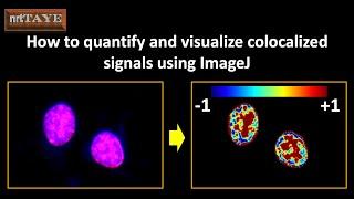 How to quantify and visualize colocalized signals using ImageJ