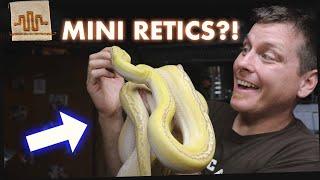 5 Reasons Super Dwarf Retics are the BEST PET SNAKE