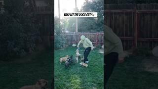 Attack of the frenchies #frenchie #doglover #pets #shorts #viralvideo