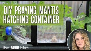 Praying Mantis in the Garden - DIY egg sack hatching container.