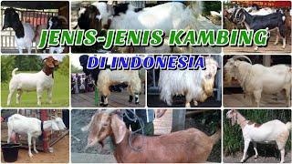 JENIS-JENIS KAMBING DI INDONESIA