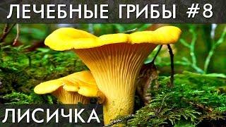 ГРИБ ЛИСИЧКА. Избавляет от ПАРАЗИТОВ (глистов) и лечит ПЕЧЕНЬ !