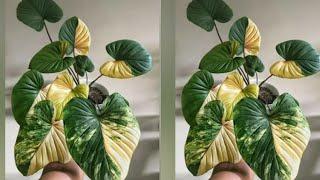 How to make Plant From Plastic Bag | Flower Crafts Ideas