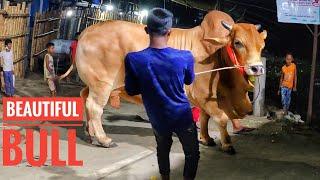 Biggest Cow Farm in Bangladesh | Sadeeq Agro Cattle Farm 2021 | Big big cow 2021 part 3