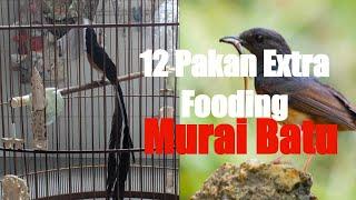 12 PAKAN EXTRA FOODING UNTUK BURUNG PEMAKAN SERANGGA, MURAI BATU?!