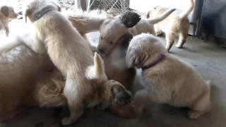 Too cute 12 golden retriever puppies Gang Up On their Dad 5 weeks and four days