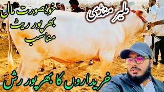 Malir Mandi Karachi 2025 Aaj Ke Cattle Rates | 14 January Cow Mandi Update