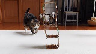 Maru plays with beer boxes.