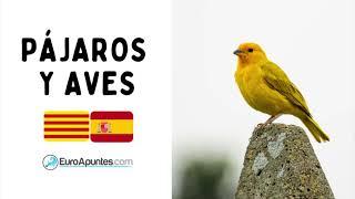 APRENDER CATALÁN PÁJAROS Y AVES CON IMÁGENES Y PRONUNCIACIÓN