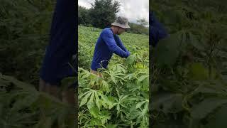 Just a farmer son#shortvideo