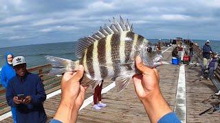 Jax Beach Pier Fishing (Sheepshead, Bluefish, Pompano, Whiting) March 2023