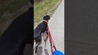 Doberman Powered Skateboard