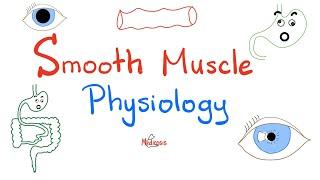 Smooth Muscles Physiology and Myosin-light Chain Kinase/ Phosphatase | Physiology Lectures